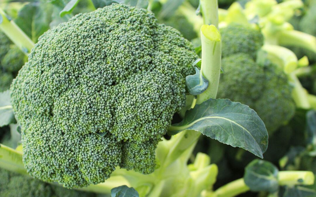 Broccoli the nature’s medicine