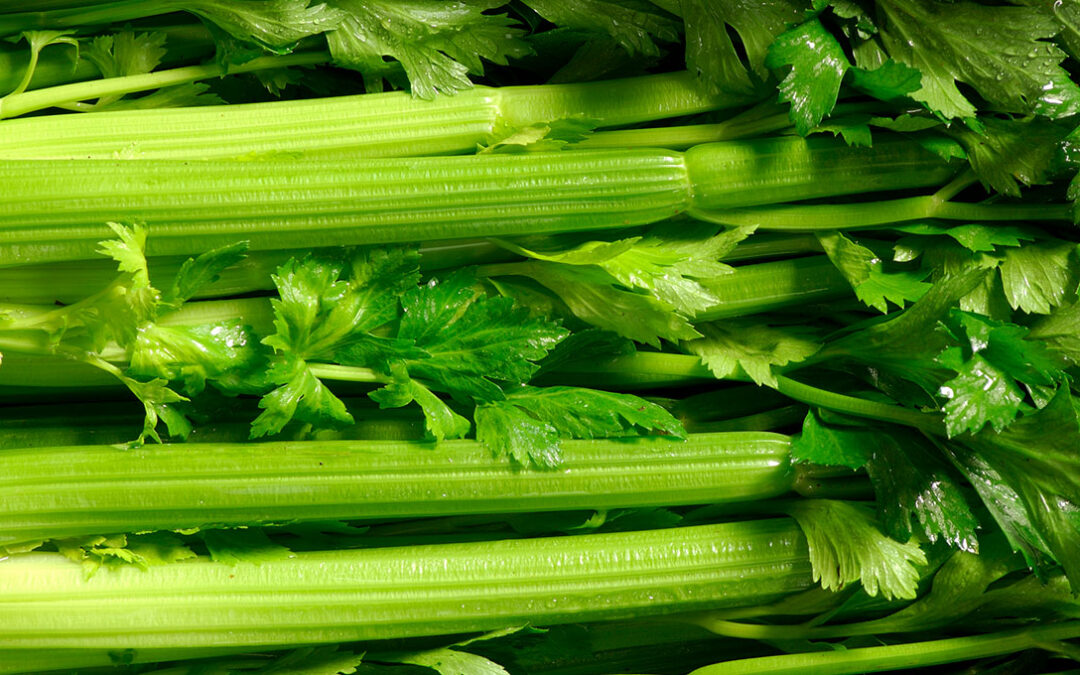 Celery for the summer days