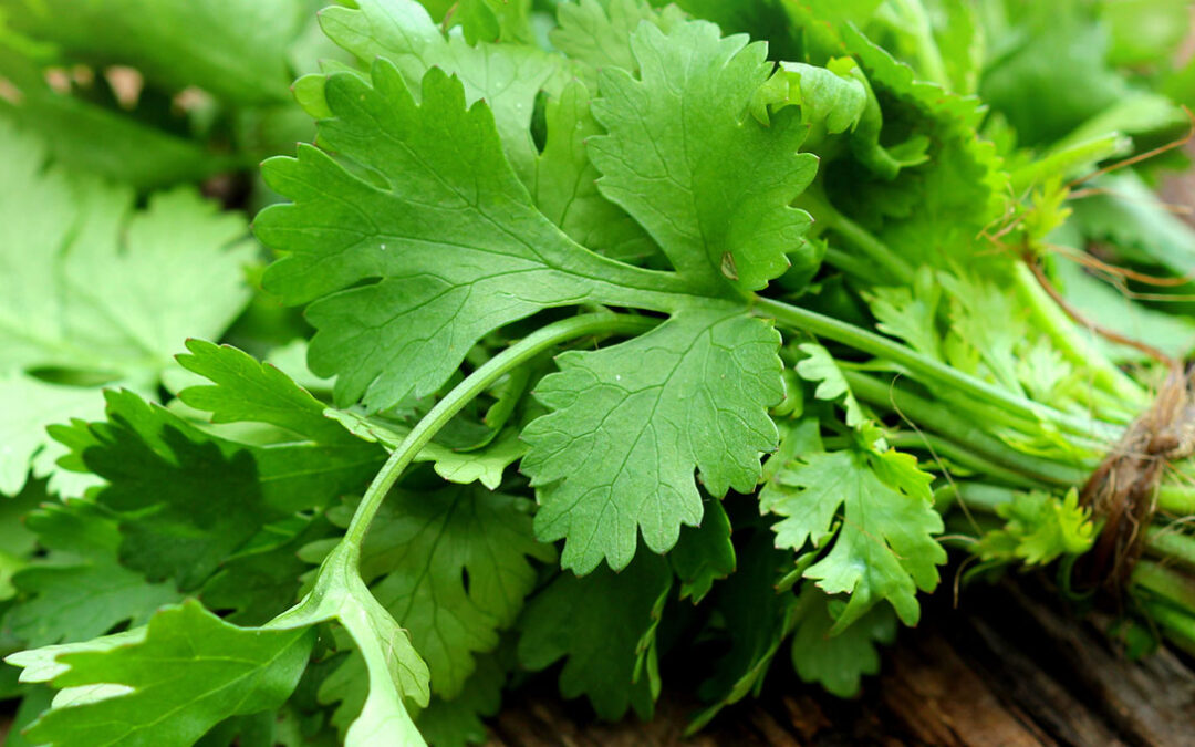 Cilantro benefits and recipes